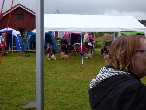 Utstallning Tjorn 2014 06 28 024 unghund hanar