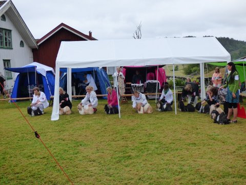 Utstallning Tjorn 2014 06 28 044 basta hane konkurrens