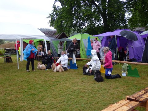 Utstallning Tjorn 2014 06 28 046 placerade basta hane