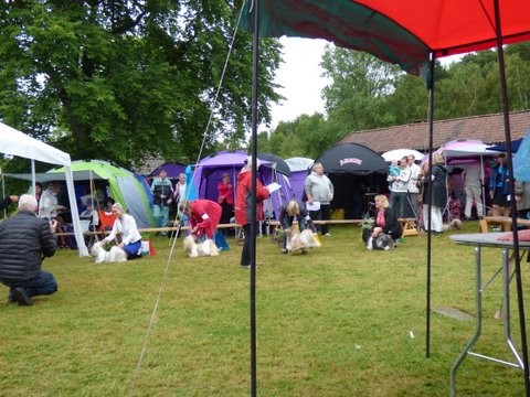 Utstallning Tjorn 2014 06 28 073 unghund tikar placerade